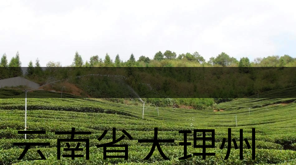 云南省大理州云龍縣茶業(yè)概況簡述(第三講) 云南省大理州云龍縣茶業(yè)概況簡述(第三講)