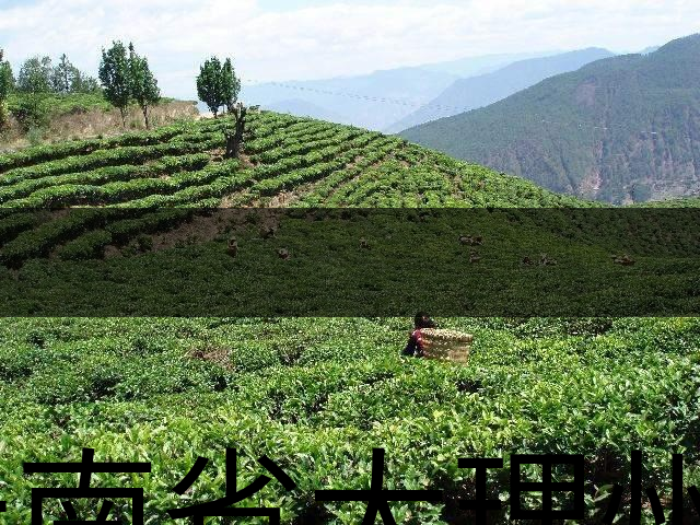云南省大理州云龍縣茶業(yè)概況簡(jiǎn)述(第二講) 云南省大理州云龍縣茶業(yè)概況簡(jiǎn)述(第二講)