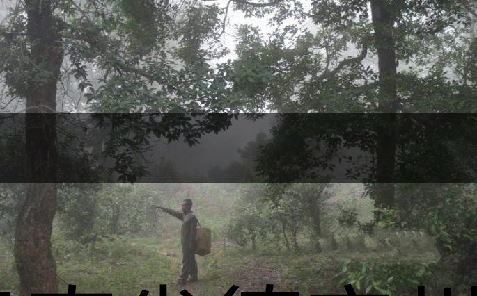 云南省德宏州瑞麗市茶業(yè)概況簡述(下篇) 云南省德宏州瑞麗市茶業(yè)概況簡述(下篇)