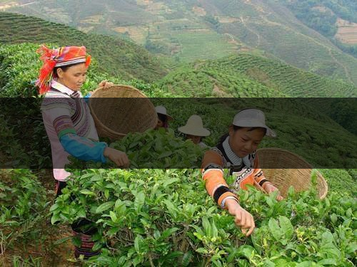 云南省麗江市茶業(yè)概況簡述 云南省麗江市茶業(yè)概況簡述