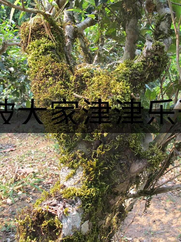 被大家津津樂道的森林茶，你知道是什么？-3-1