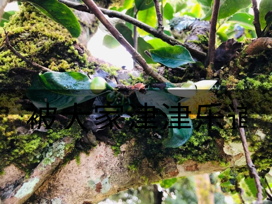 被大家津津樂道的森林茶，你知道是什么？-4-1