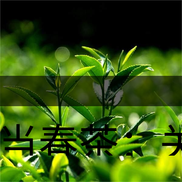 正當(dāng)春茶：關(guān)于這些茶知識(shí)你知道嗎？-1