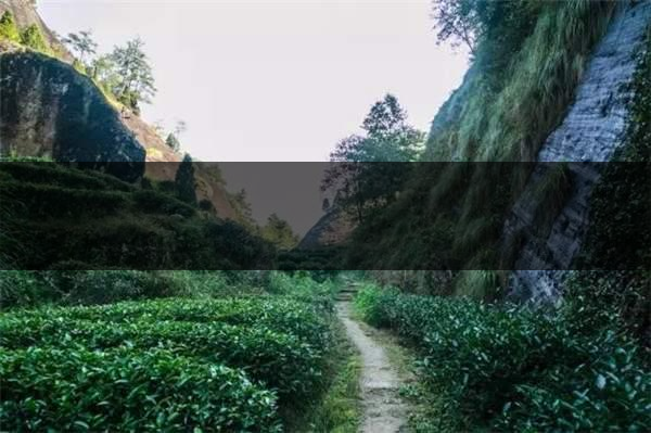 喝武夷山巖茶的香，什么是工藝香？-4