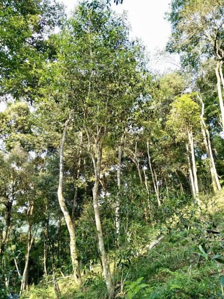 你喝不出來的“高桿古樹”或許就是一個(gè)偽概念、偽命題