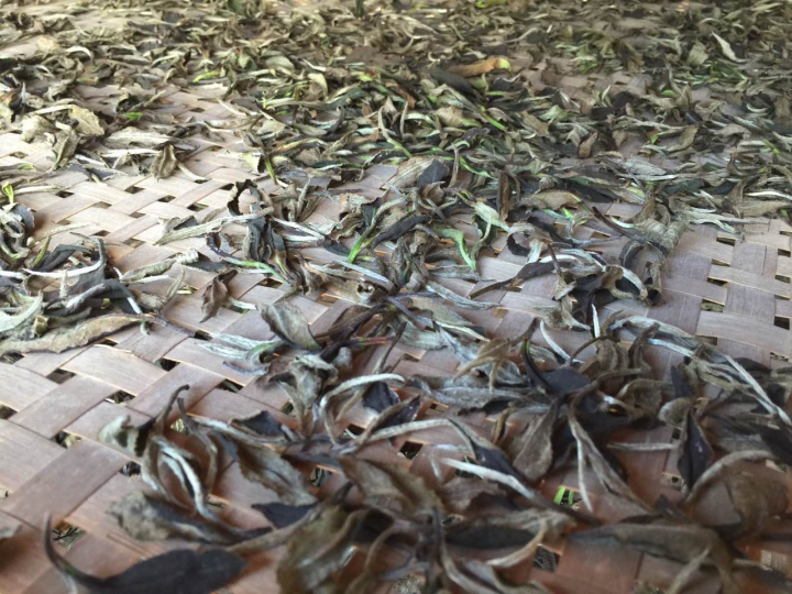 2020年普洱春茶的故事你想好了嗎？