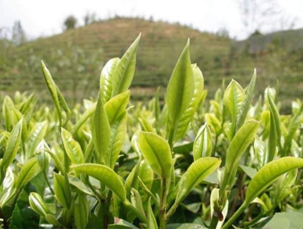 春茶到底好在哪里？
