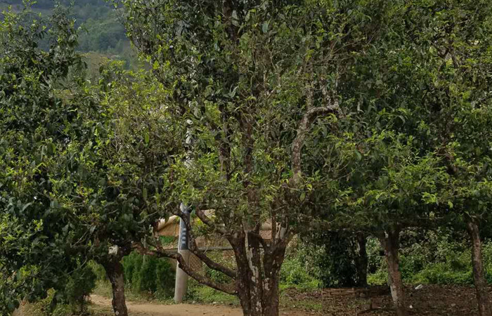 2021年冰島老寨秋茶口感特點(diǎn)？