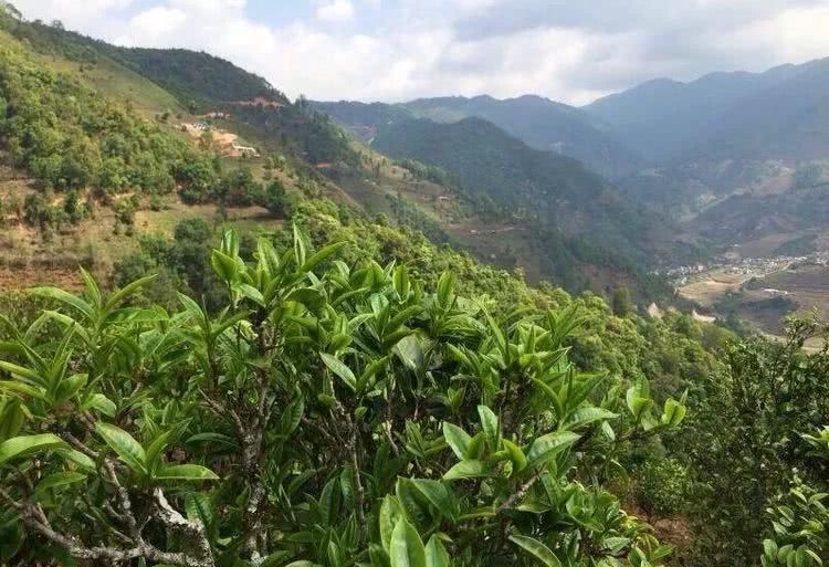 2021年冰島秋茶，你所需要知道的七個事實