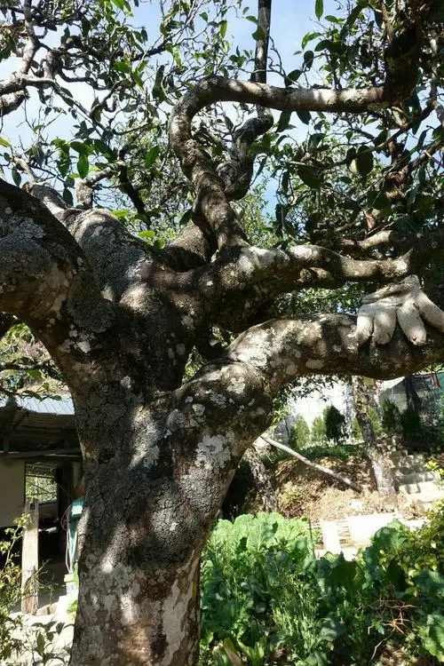 2021年冰島秋茶為何也受喜愛？