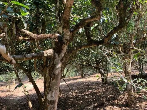 2021年磨烈古樹秋茶特點(diǎn)？