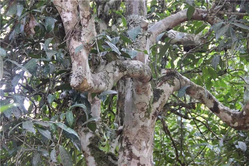 2021小戶賽古樹(shù)秋茶與冰島茶哪里不一樣？