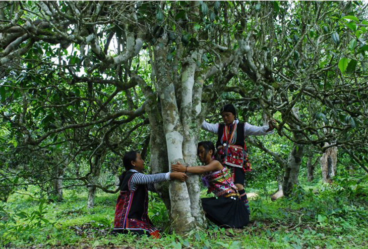 2021年大戶賽古樹秋茶品鑒！