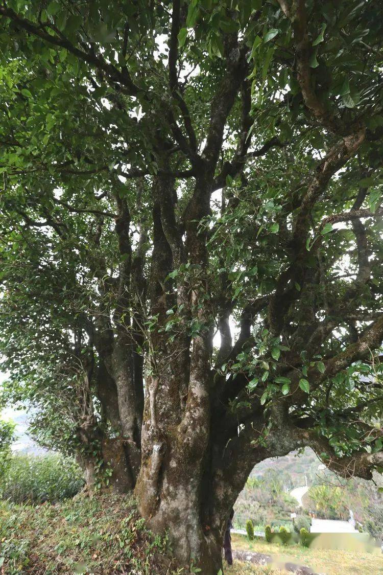 2021臨滄大戶賽秋茶因何被稱為潛力股？