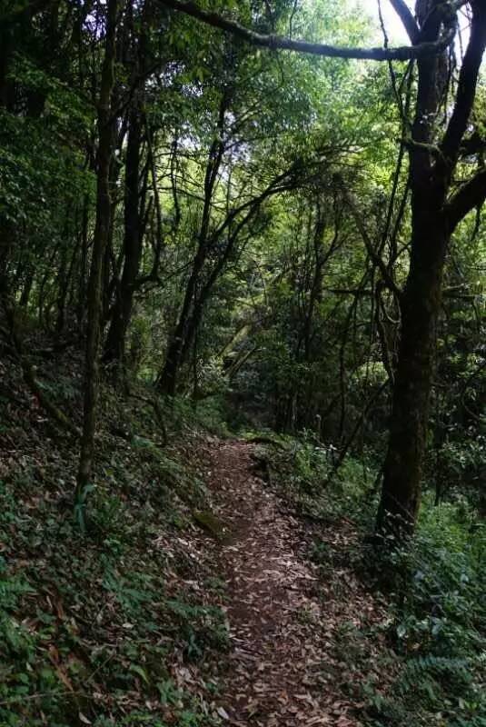 2021年大戶賽古樹秋茶價格是多少？