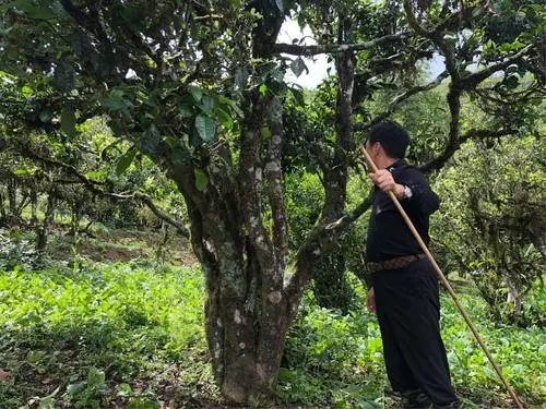 2021年大雪山古樹秋茶特點？