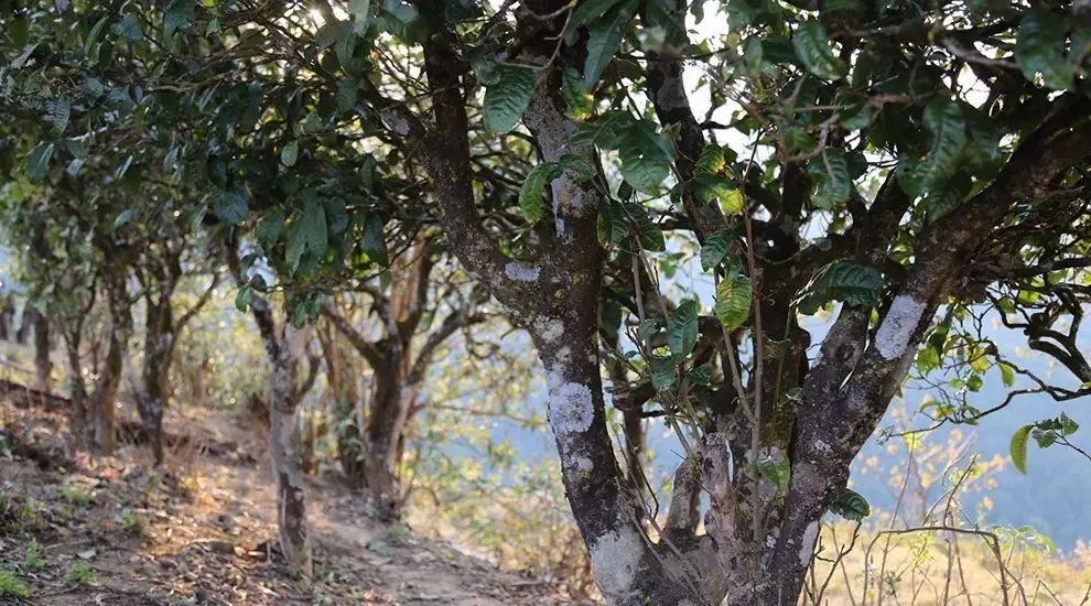 2021年大雪山古樹秋茶口感品鑒？