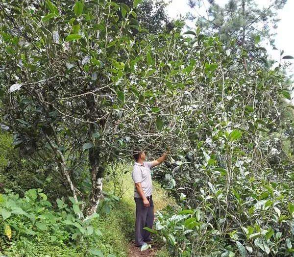 2021壩糯古樹秋茶藤條茶！不是樹種，而是這樣形成的！