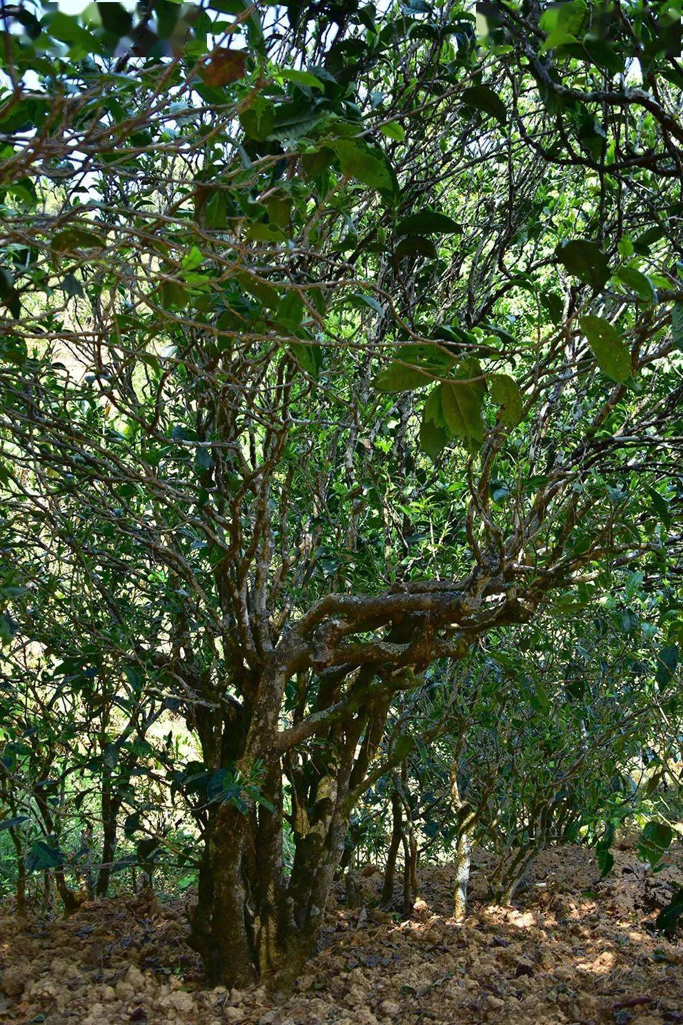 2021年正氣塘古樹秋茶口感是什么？