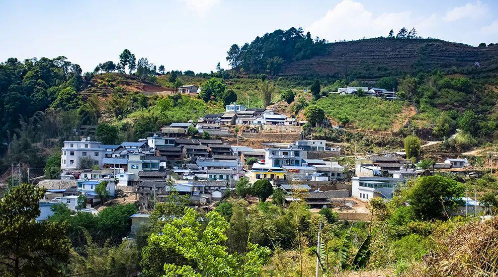 2021年正氣塘古樹秋茶為何號稱小冰島？