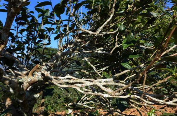 2021年正氣塘古樹(shù)秋茶花蜜香氣盈盈，冰糖甜韻深邃！