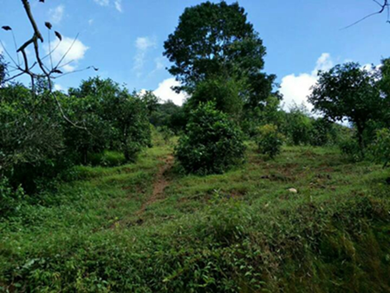 2021年冰島南迫古樹秋茶特點？