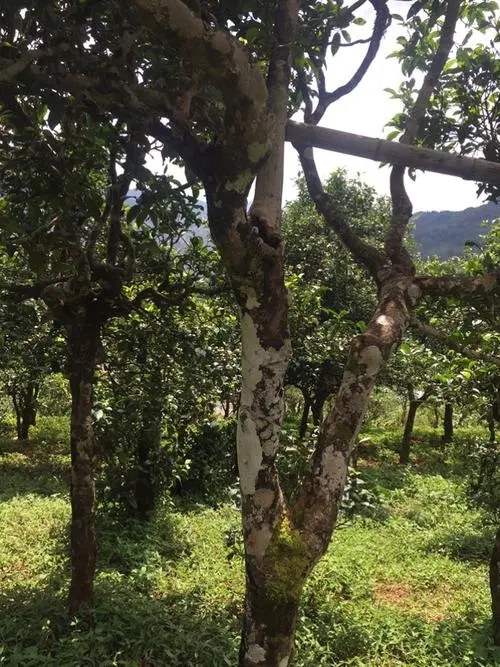 2021年冰島地界古樹秋茶口感？