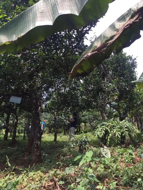 2021年冰島地界古樹秋茶特征詳解！