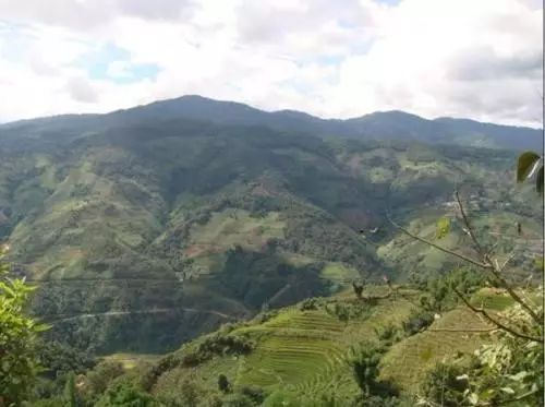 2021年冰島壩歪古樹秋茶特點？