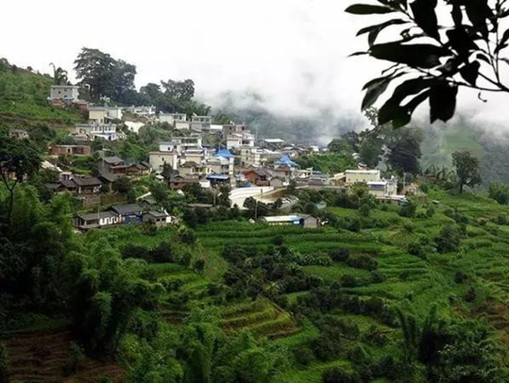 2021年冰島壩歪古樹秋茶口感？