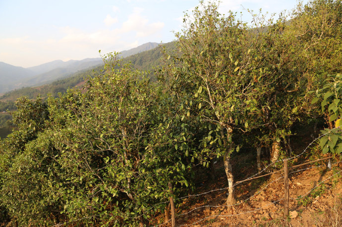 2021冰島壩歪古樹秋茶口感最接近冰島老寨！