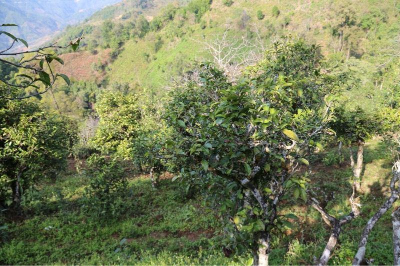 2021年冰島壩歪古樹秋茶，飲盡蘭花香，舒心又暢懷