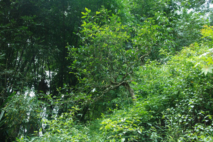 2021年冰島糯伍古樹(shù)秋茶| 甜出新高度，融在心底間~