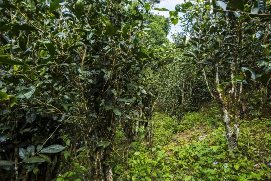 2021年冰島糯伍古樹秋茶口感是什么？