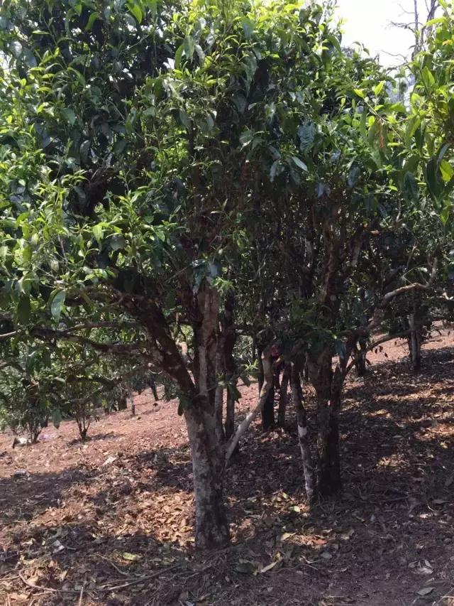 2021年冰島糯伍古樹(shù)秋茶特點(diǎn)？