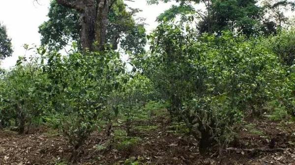 2021年冰島糯伍古樹秋茶多少錢一公斤？