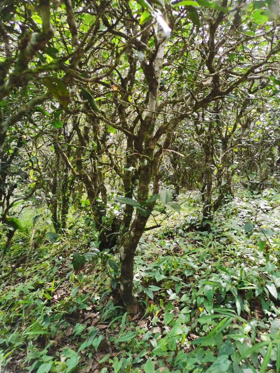 2021年昔歸古樹秋茶價(jià)格多少錢？