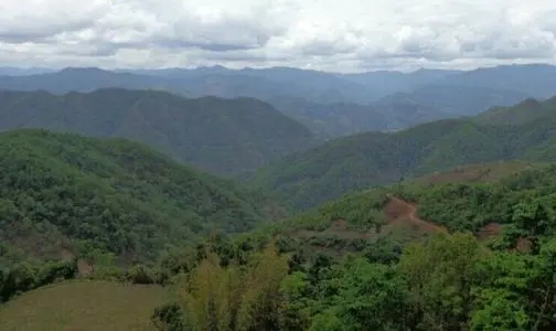 2021那罕古樹秋茶特點(diǎn)？