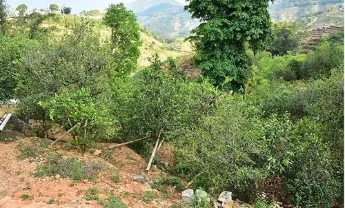 2021那罕古樹秋茶為何被稱為小昔歸？