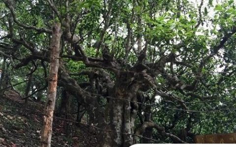 2021年忙肺古樹秋茶臨滄四大名茶之一！