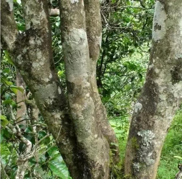 2021年忙肺古樹秋茶多少一公斤？