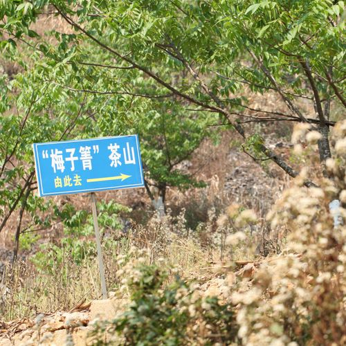 2021年梅子箐古樹秋茶口感！