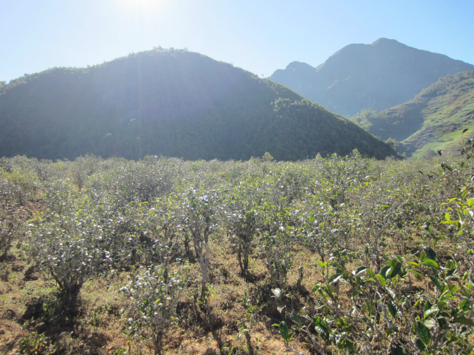 2021年梅子箐古樹(shù)秋茶普洱茶中的冰甜美人