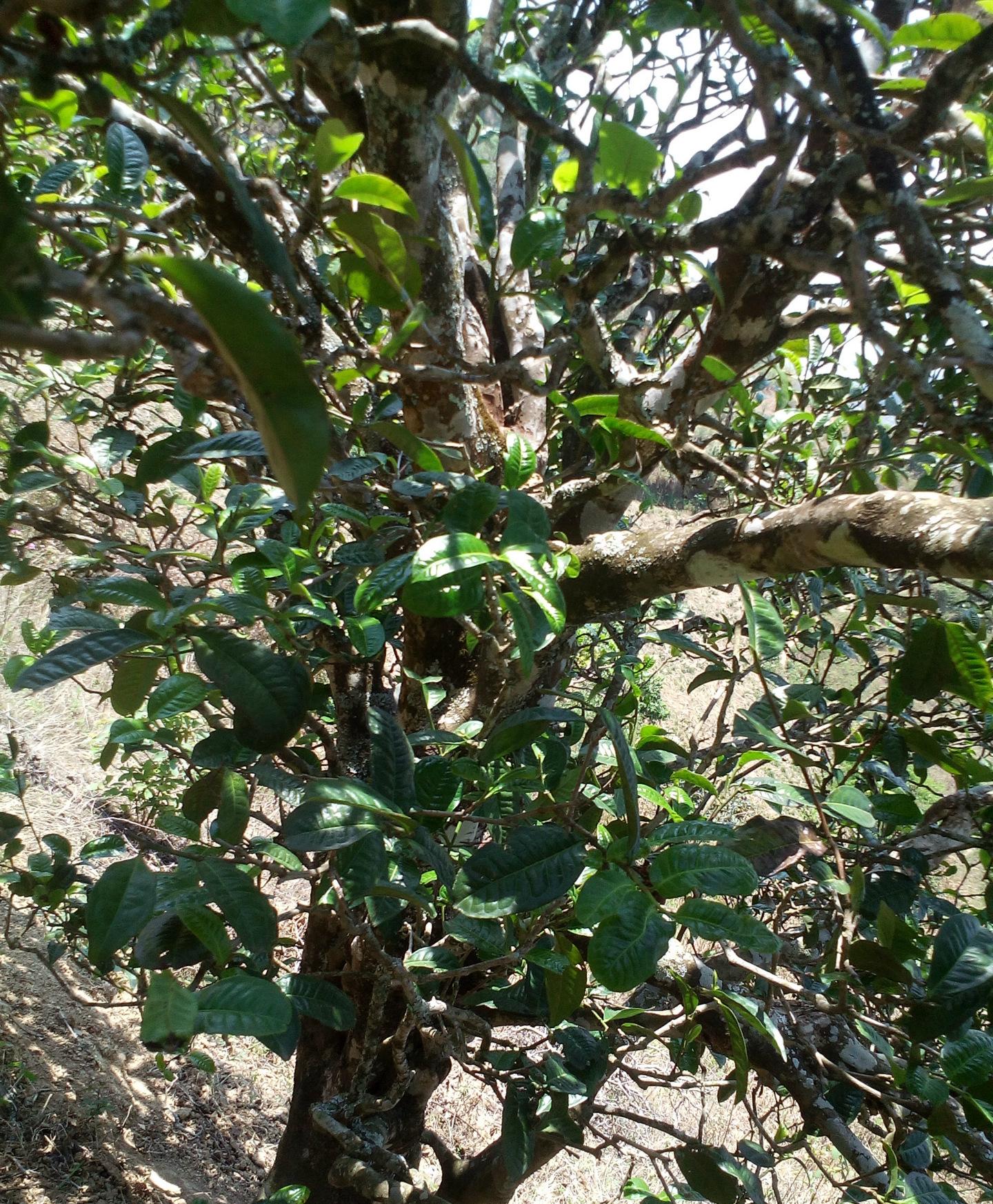 2021年巖子頭古樹秋茶特點(diǎn)？