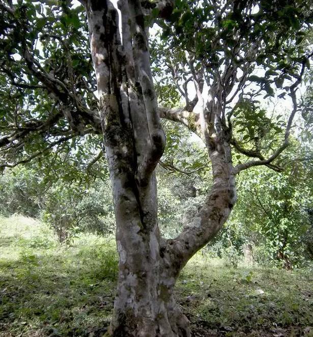 2021年巖子頭古樹(shù)秋茶，亂石出好茶！