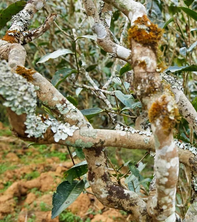 2021年巖子頭古樹(shù)秋茶多少錢(qián)一公斤？