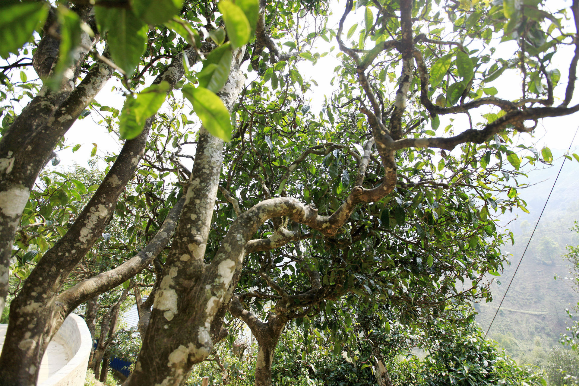 2021年馬鞍山古樹秋茶價(jià)值如何？