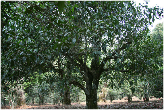 2021年老班章古樹(shù)秋茶多少錢(qián)一公斤？