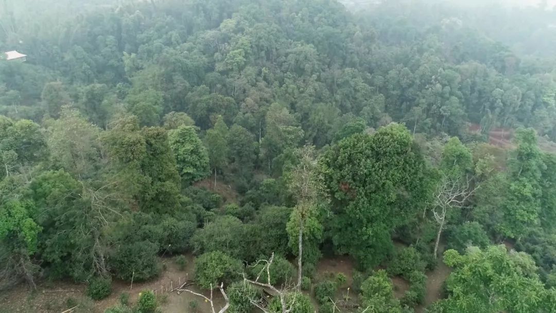 2021年新班章古樹(shù)秋茶口感是什么？