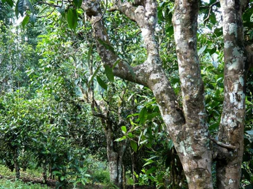 2021老曼峨古樹秋茶多少錢一公斤？